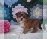 Small #1 Shorkie Tzu