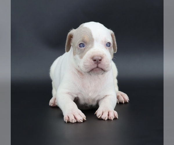 Medium Photo #1 American Bully Puppy For Sale in CHAMPAIGN, IL, USA