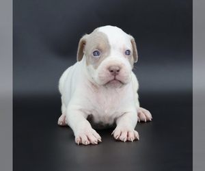 American Bully Puppy for sale in CHAMPAIGN, IL, USA
