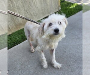 Mutt Dogs for adoption in Long Beach, CA, USA
