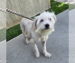 Small Mutt