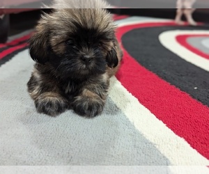 Shorkie Tzu Puppy for sale in HYATTSVILLE, MD, USA