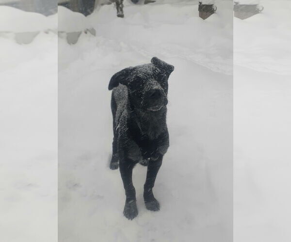 Medium Photo #3 Mutt Puppy For Sale in Garden City, NY, USA