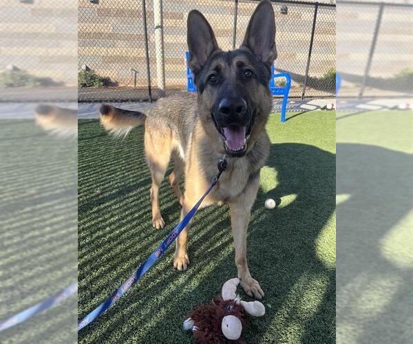 Medium Photo #3 German Shepherd Dog-Unknown Mix Puppy For Sale in Elk Grove, CA, USA