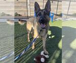 Small #2 German Shepherd Dog Mix
