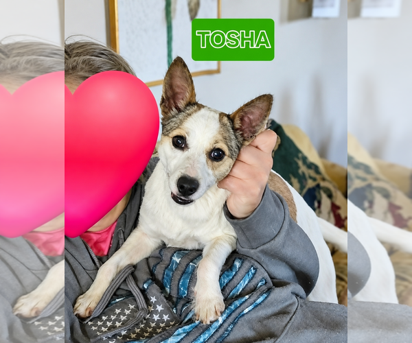 Medium Photo #2 Rat Terrier-Shiba Inu Mix Puppy For Sale in Wakefield, RI, USA