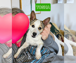 Small #1 Rat Terrier-Shiba Inu Mix