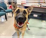Small German Shepherd Dog Mix