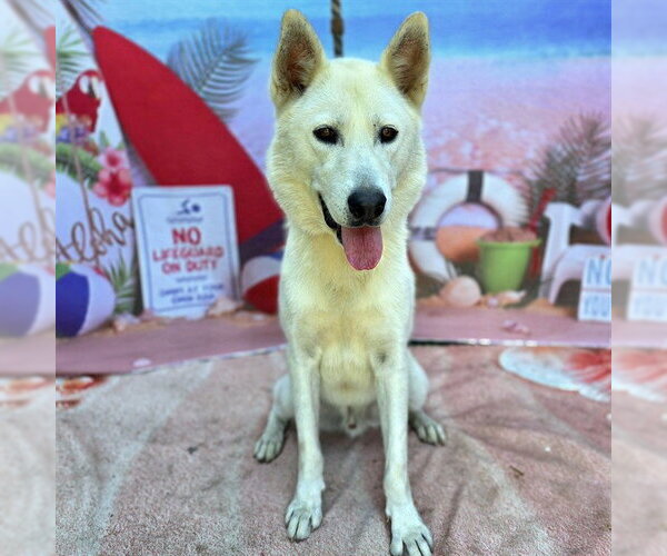 Medium Photo #1 Siberian Husky Puppy For Sale in Long Beach, CA, USA