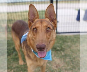 German Shepherd Dog-Unknown Mix Dogs for adoption in San Antonio, TX, USA