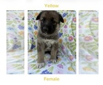 Puppy Yellow Gerberian Shepsky