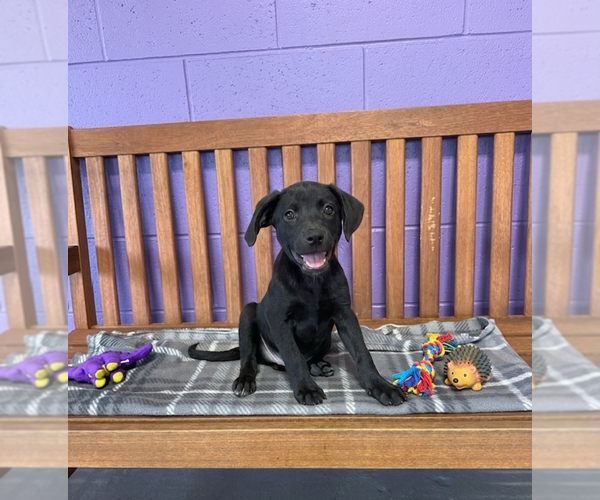 Medium Photo #2 Labrador Retriever-Unknown Mix Puppy For Sale in Genesee, WI, USA