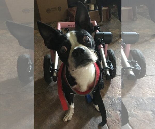 Medium Photo #4 Boston Terrier Puppy For Sale in Little Elm, TX, USA