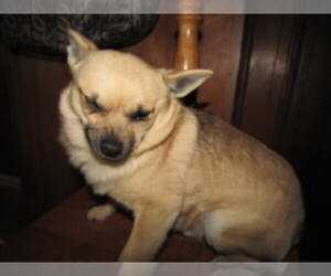 Chiranian Puppy for sale in KALAMAZOO, MI, USA