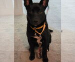 Small #1 Mutt
