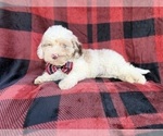 Small #7 Cockapoo (Miniature)