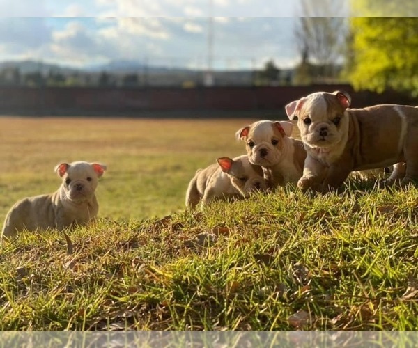 Medium Photo #7 English Bulldog Puppy For Sale in HAYWARD, CA, USA