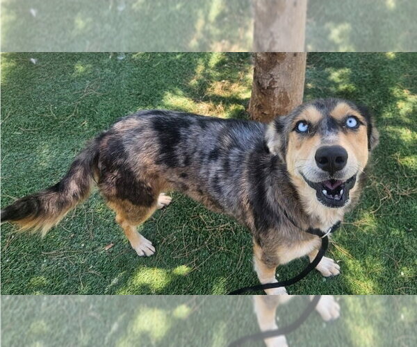 Medium Photo #3 Australian Shepherd-Unknown Mix Puppy For Sale in Lakewood, CO, USA