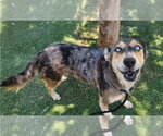 Small #2 Australian Shepherd Mix