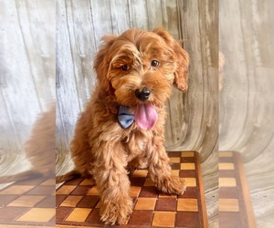 Goldendoodle (Miniature) Puppy for sale in INDIANAPOLIS, IN, USA