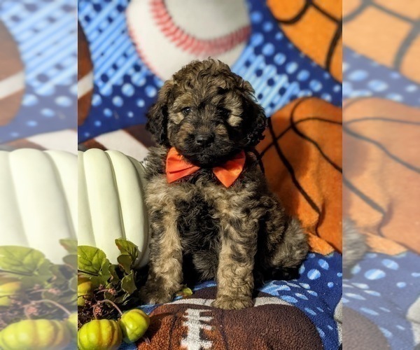 Medium Photo #2 Aussiedoodle Puppy For Sale in OXFORD, PA, USA