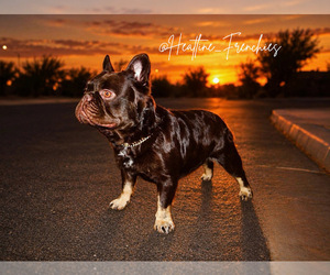 Father of the French Bulldog puppies born on 08/14/2026