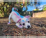 Small Photo #2 Chihuahua-Unknown Mix Puppy For Sale in San Francisco, CA, USA