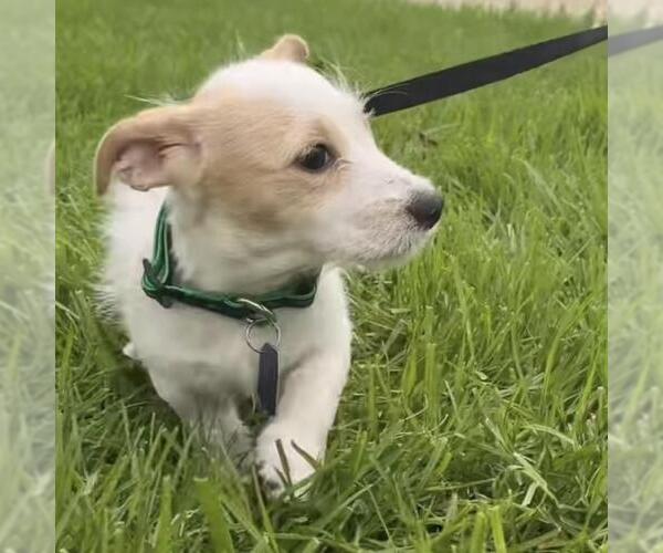 Medium Photo #3 Poodle (Miniature)-Unknown Mix Puppy For Sale in San Diego, CA, USA