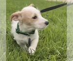 Small Photo #3 Poodle (Miniature)-Unknown Mix Puppy For Sale in San Diego, CA, USA