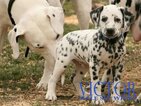Small Photo #37 Dalmatian Puppy For Sale in ENID, OK, USA