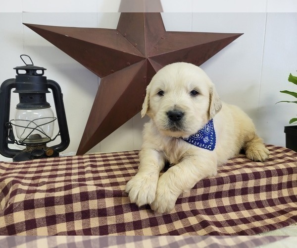 Medium Photo #7 English Cream Golden Retriever Puppy For Sale in GUTHRIE, KY, USA