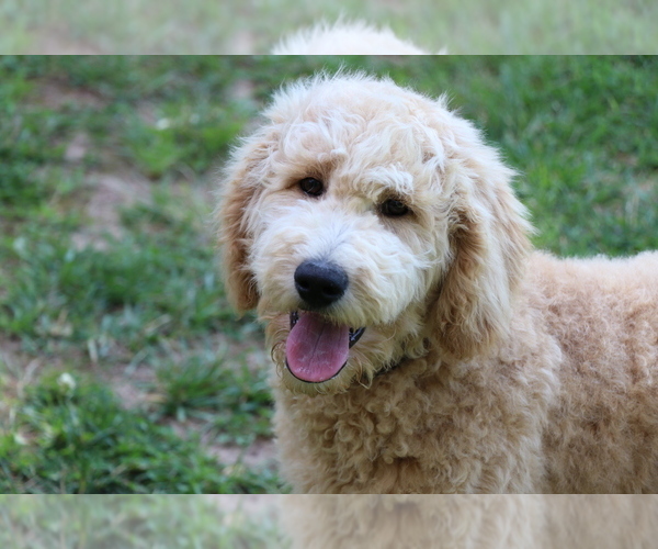 Medium Photo #7 Goldendoodle Puppy For Sale in BRIGHTON, MO, USA