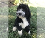 Small Photo #31 Bernedoodle Puppy For Sale in BOWLING GREEN, KY, USA