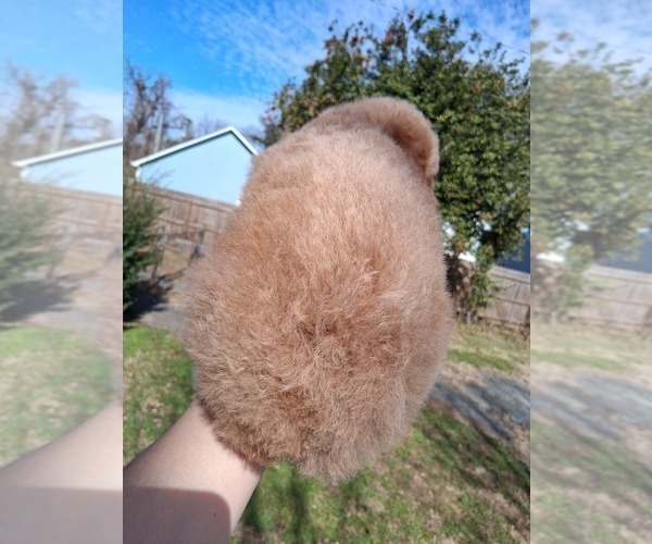 Medium Photo #23 Goldendoodle (Miniature) Puppy For Sale in GASTONIA, NC, USA