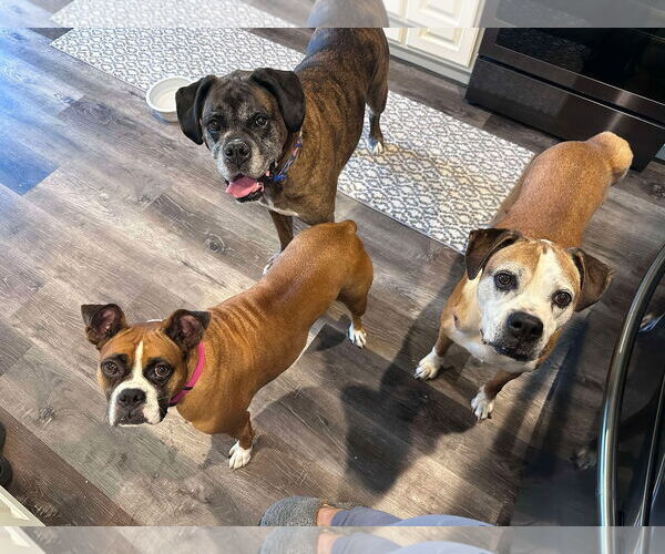 Medium Photo #4 Boxer Puppy For Sale in Burnsville, MN, USA