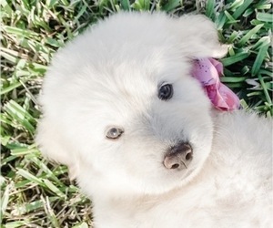 Great Pyrenees Puppy for sale in MCALLEN, TX, USA