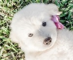 Small Photo #1 Great Pyrenees Puppy For Sale in MCALLEN, TX, USA