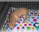 Small #5 Schnoodle (Miniature)