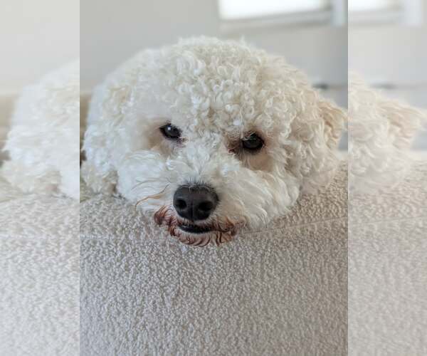 Medium Photo #2 Bichon Frise Puppy For Sale in Omaha, NE, USA