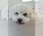 Small #1 Bichon Frise