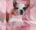 Small Photo #5 French Bulldog Puppy For Sale in W LINN, OR, USA