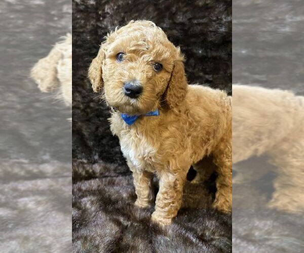 Medium Photo #7 Poodle (Standard) Puppy For Sale in JUDSONIA, AR, USA