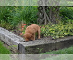 Small #1 Golden Retriever