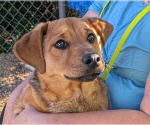 Labrador Retriever-Unknown Mix Dogs for adoption in Anniston, AL, USA