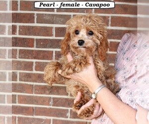 Cavapoo Puppy for sale in CLARKRANGE, TN, USA