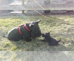 Small Photo #7 Scottish Terrier Puppy For Sale in TERREBONNE, OR, USA