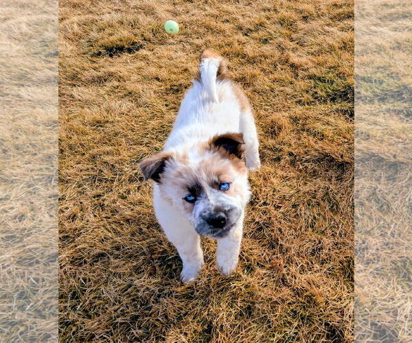 Medium Photo #3 Australian Shepherd-Unknown Mix Puppy For Sale in Sandy, UT, USA