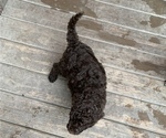 Small Photo #6 Labradoodle Puppy For Sale in CANFIELD, OH, USA