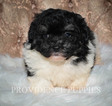 Small ShihPoo