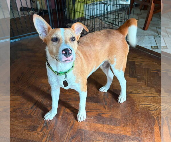 Medium Photo #5 Jack Russell Terrier-Unknown Mix Puppy For Sale in Oakhurst, NJ, USA